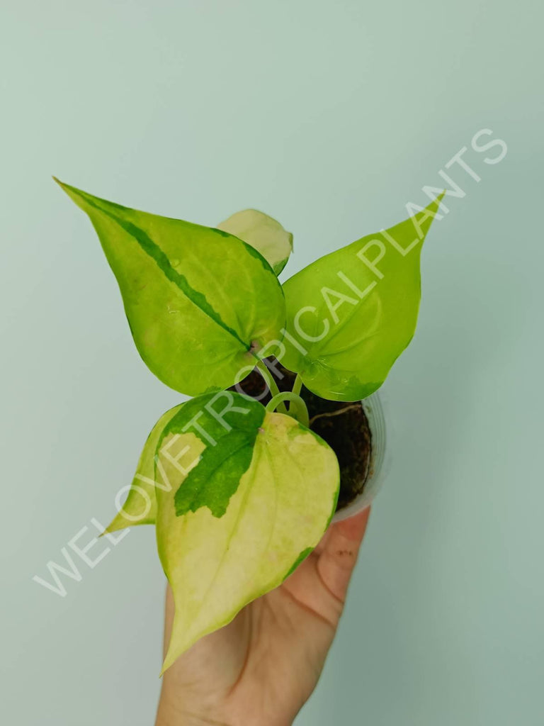 Alocasia cuculata variegata banana split