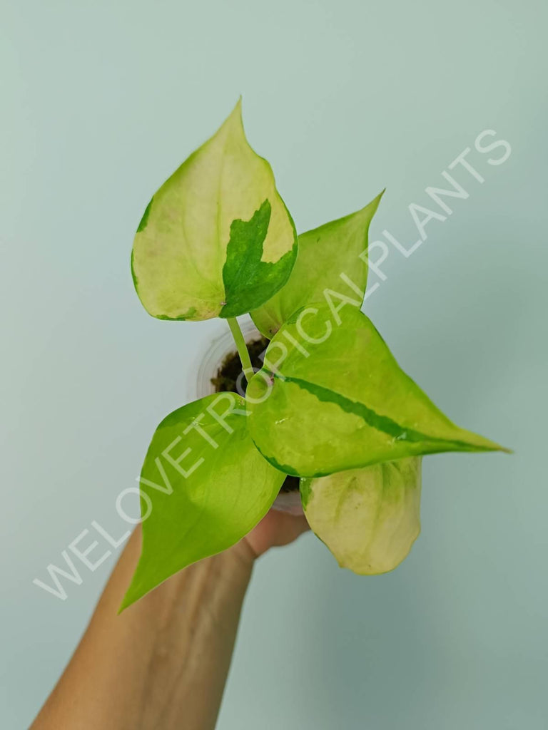 Alocasia cuculata variegata banana split