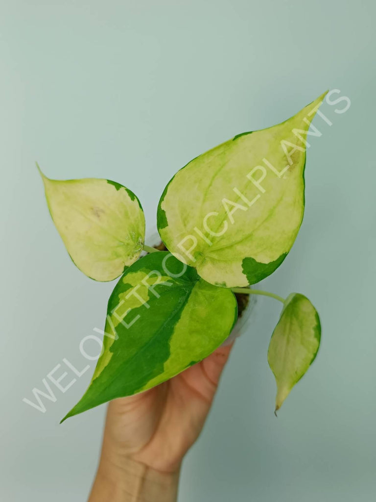 Alocasia cuculata variegata banana split