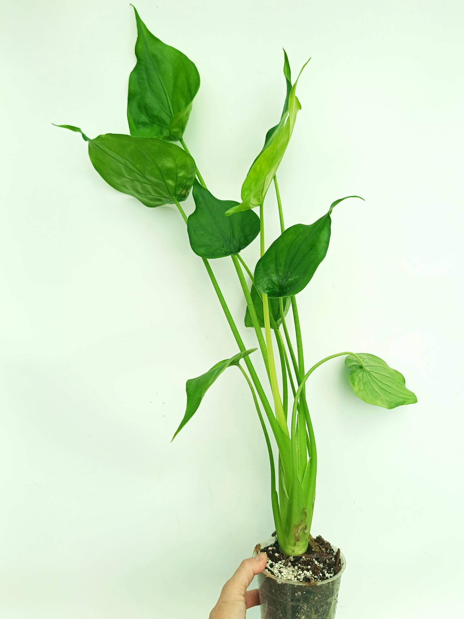 philodendron cucullata Alocasia cucullata yellow