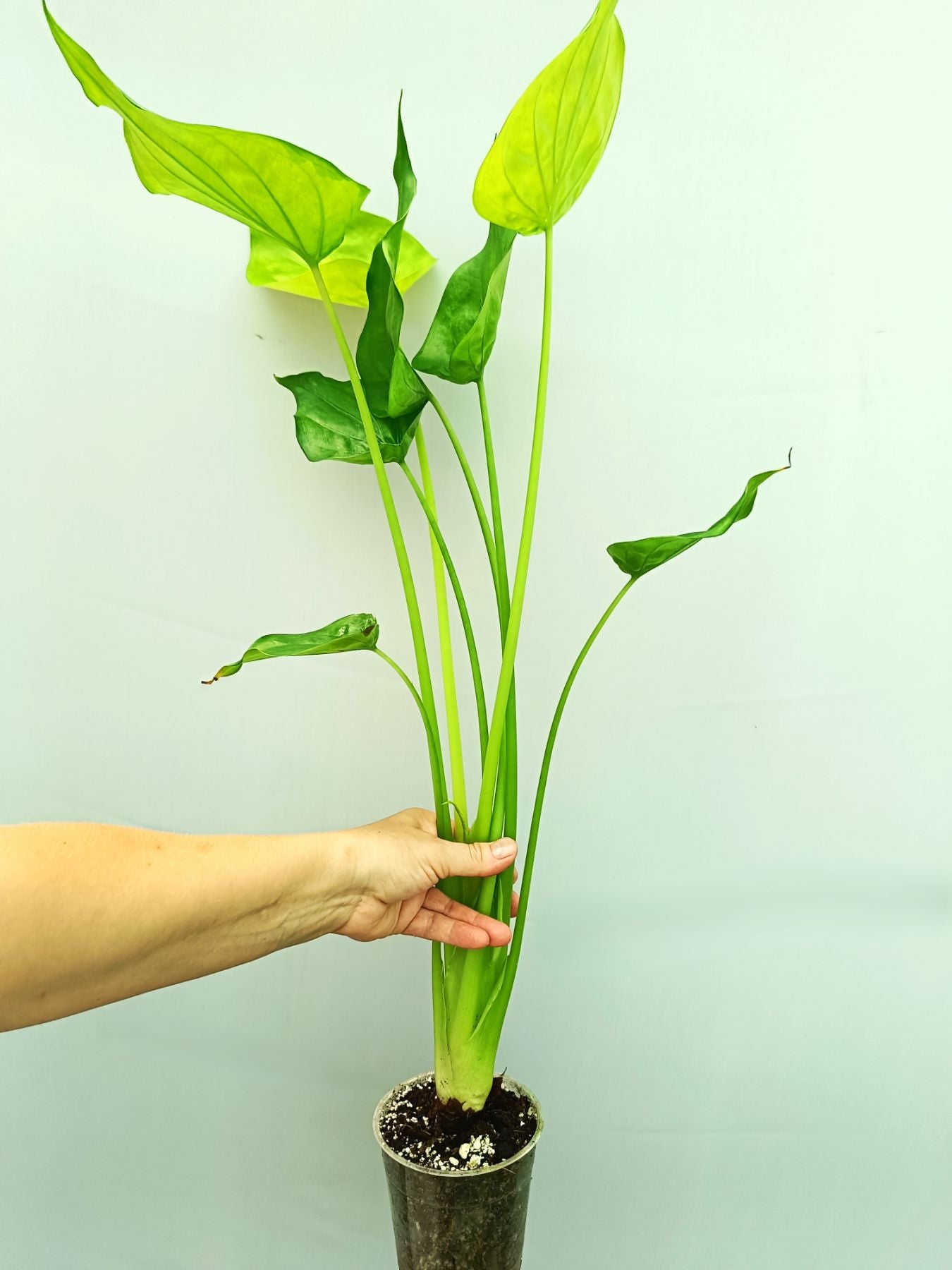 philodendron cucullata Alocasia Cucullata Yellow