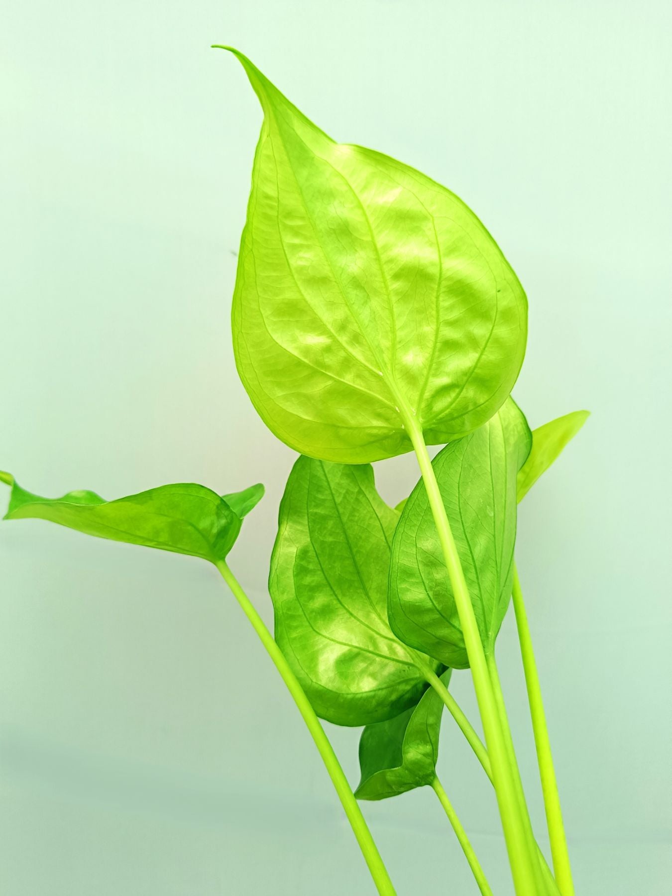 philodendron cucullata Alocasia Cucullata Yellow