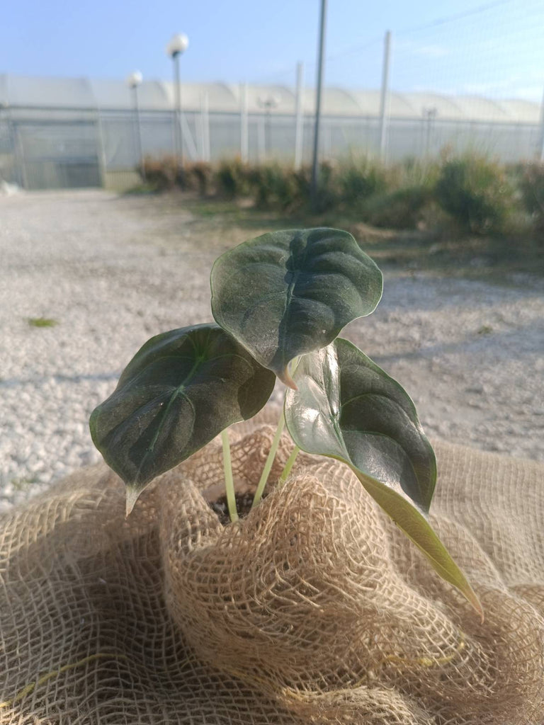 Alocasia cuprea red secret