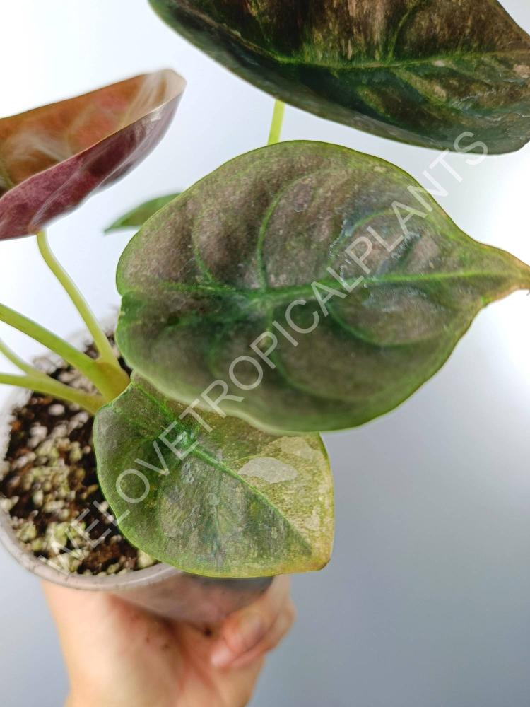 Alocasia cuprea red variegata