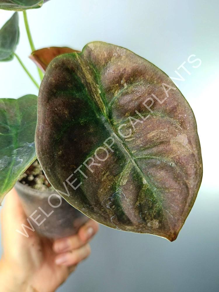 Alocasia cuprea red variegata