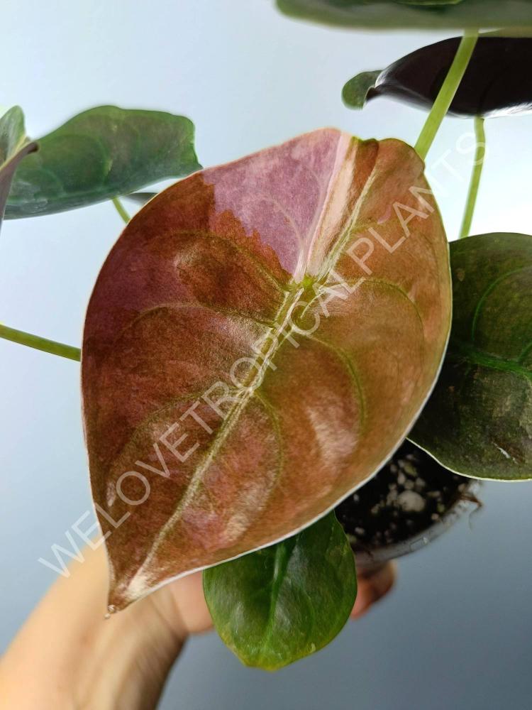 Alocasia cuprea red variegata