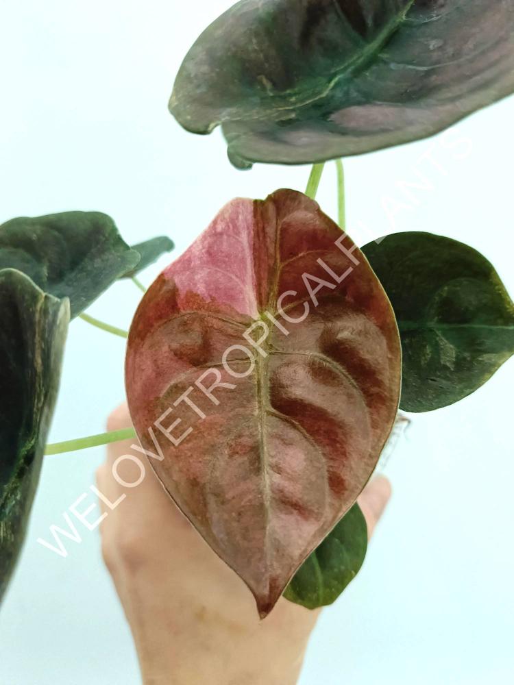 Alocasia cuprea red variegata