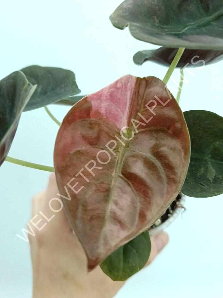 Alocasia cuprea red variegata