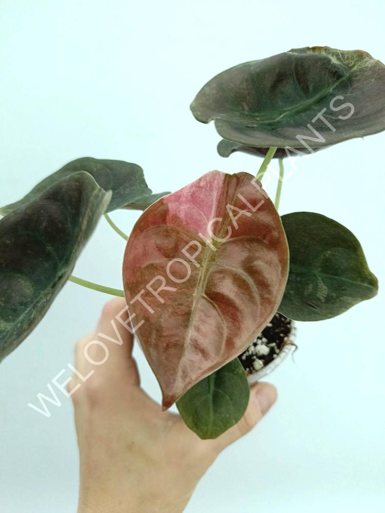 Alocasia cuprea red variegata