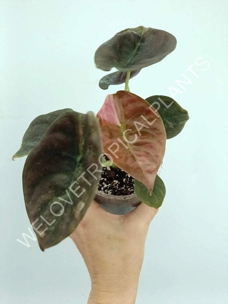 Alocasia cuprea red variegata