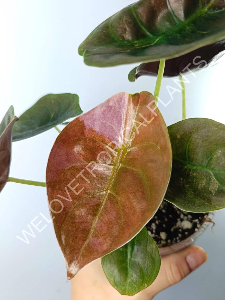 Alocasia cuprea red variegata