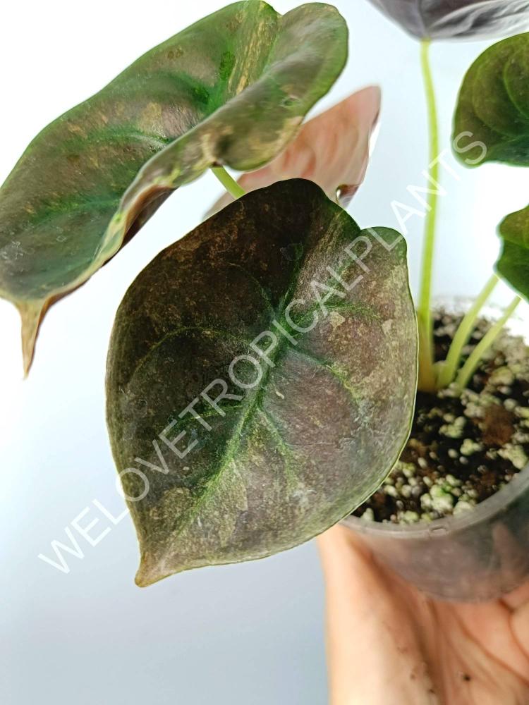 Alocasia cuprea red variegata