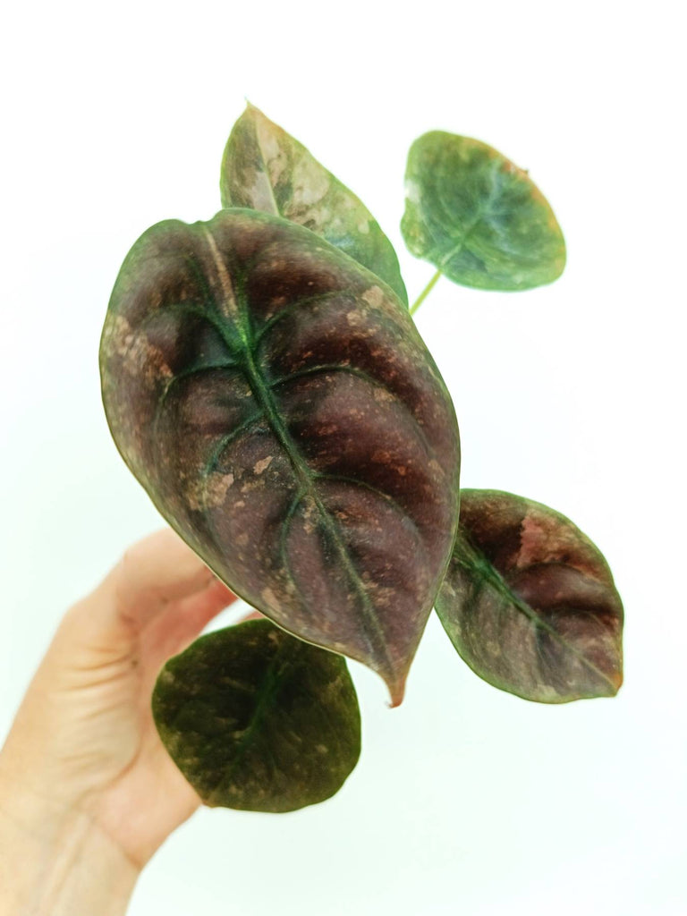 Alocasia cuprea red variegata