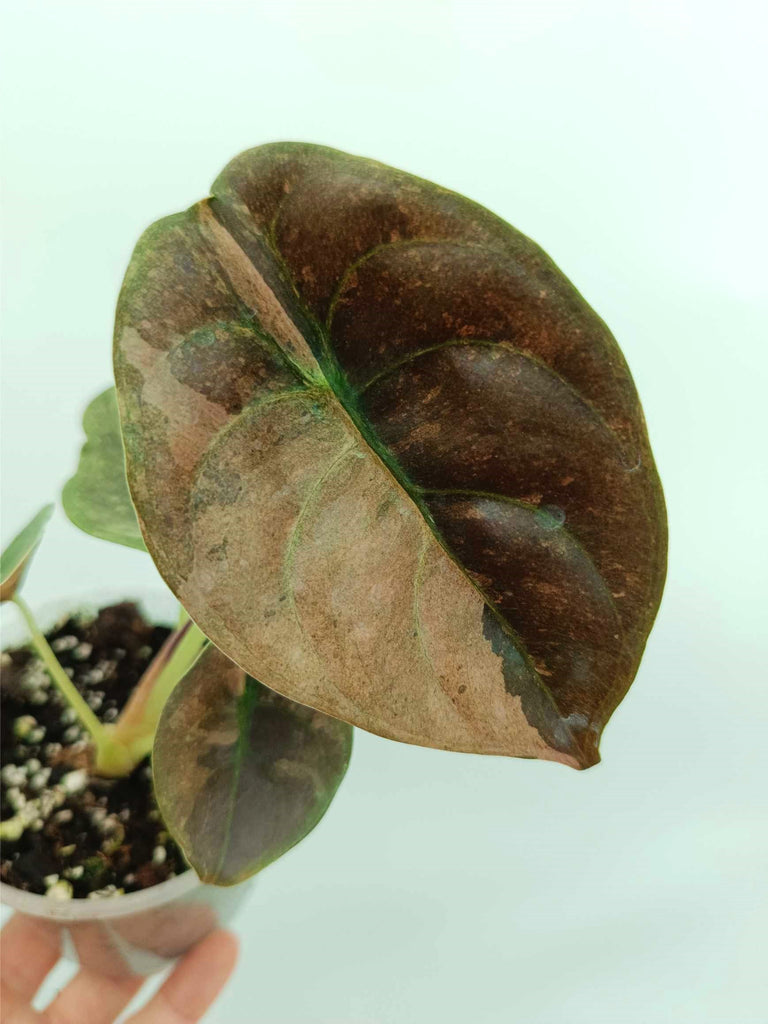 Alocasia cuprea red variegata