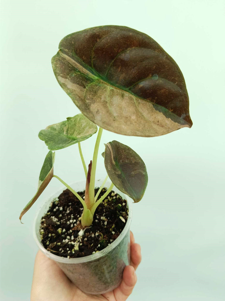 Alocasia cuprea red variegata