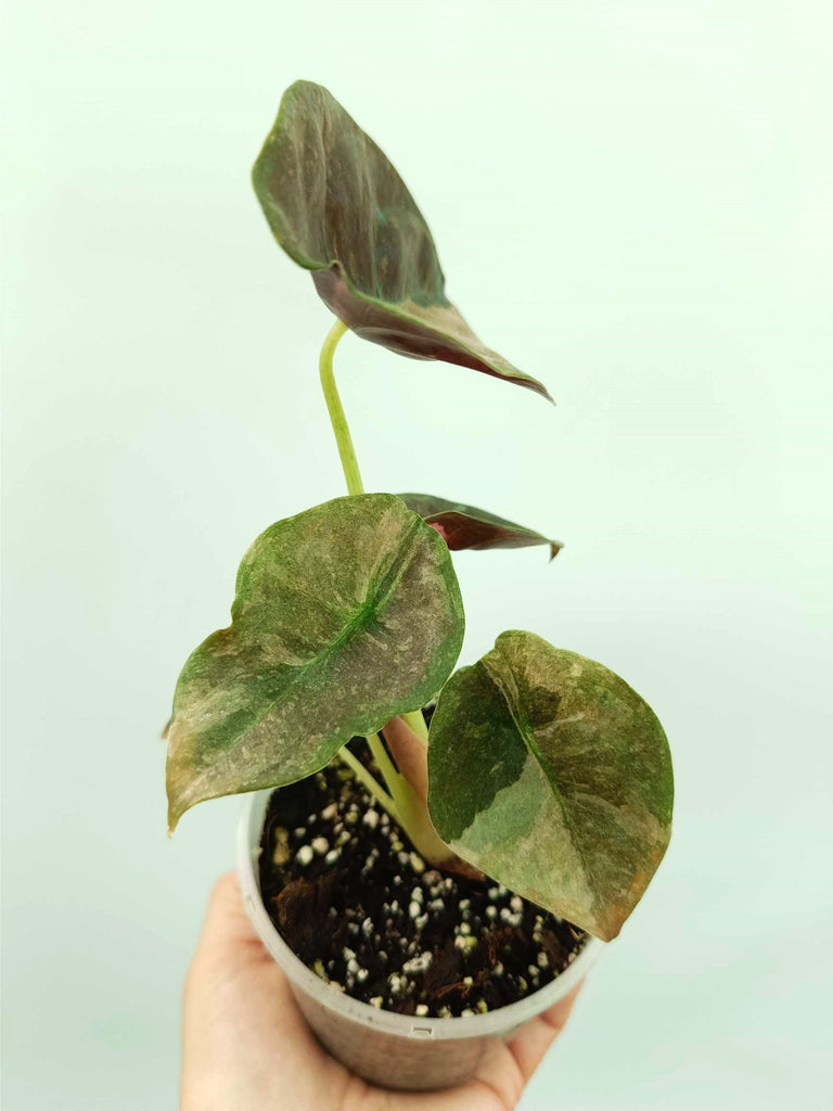 Alocasia cuprea red variegata