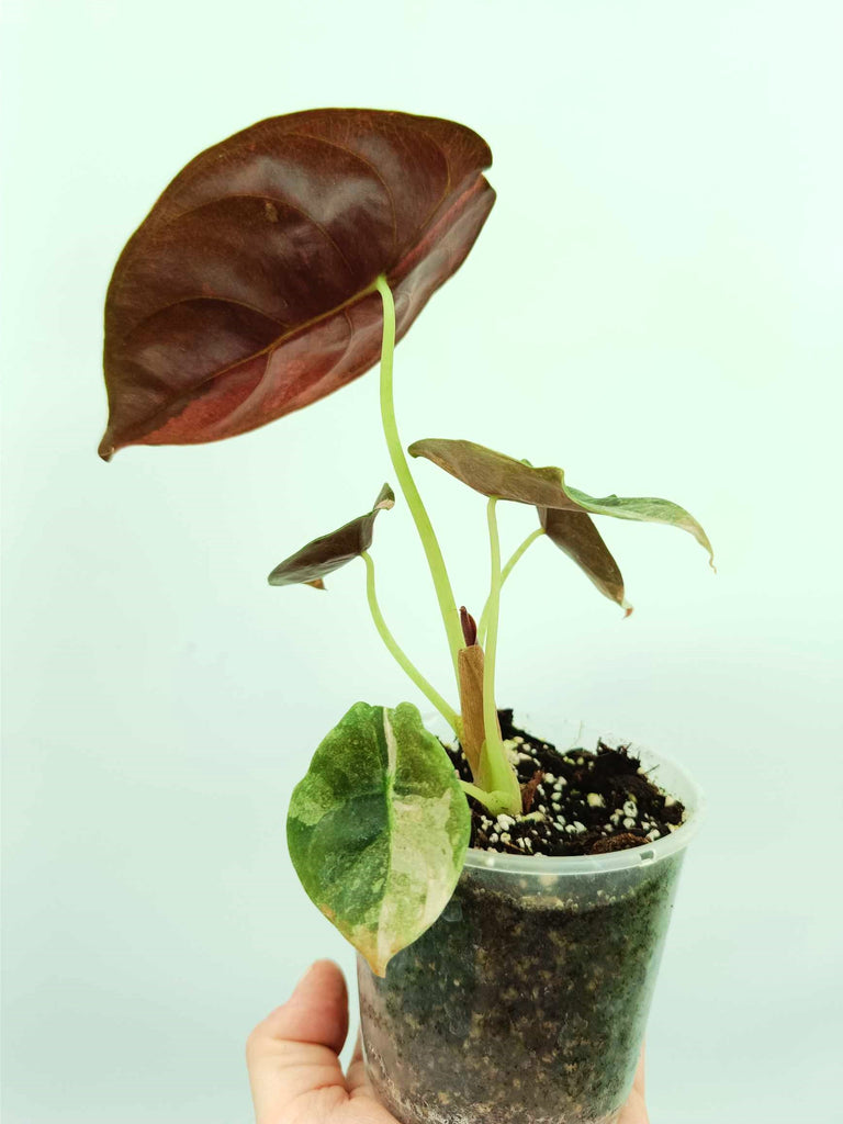 Alocasia cuprea red variegata