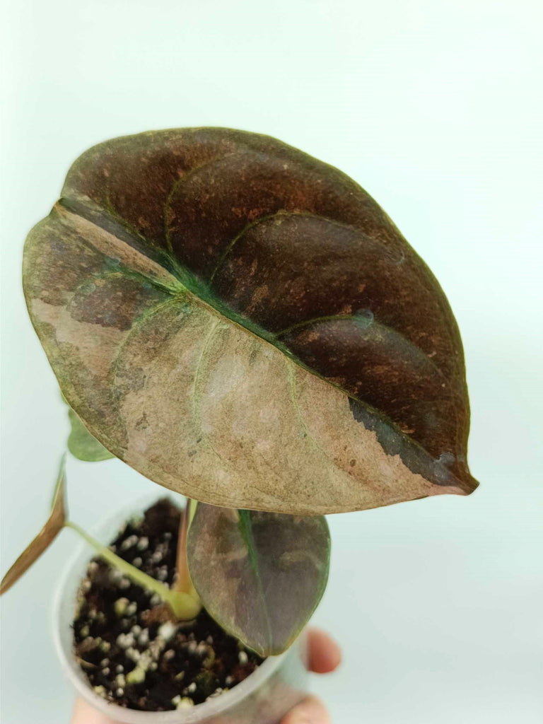 Alocasia cuprea red variegata