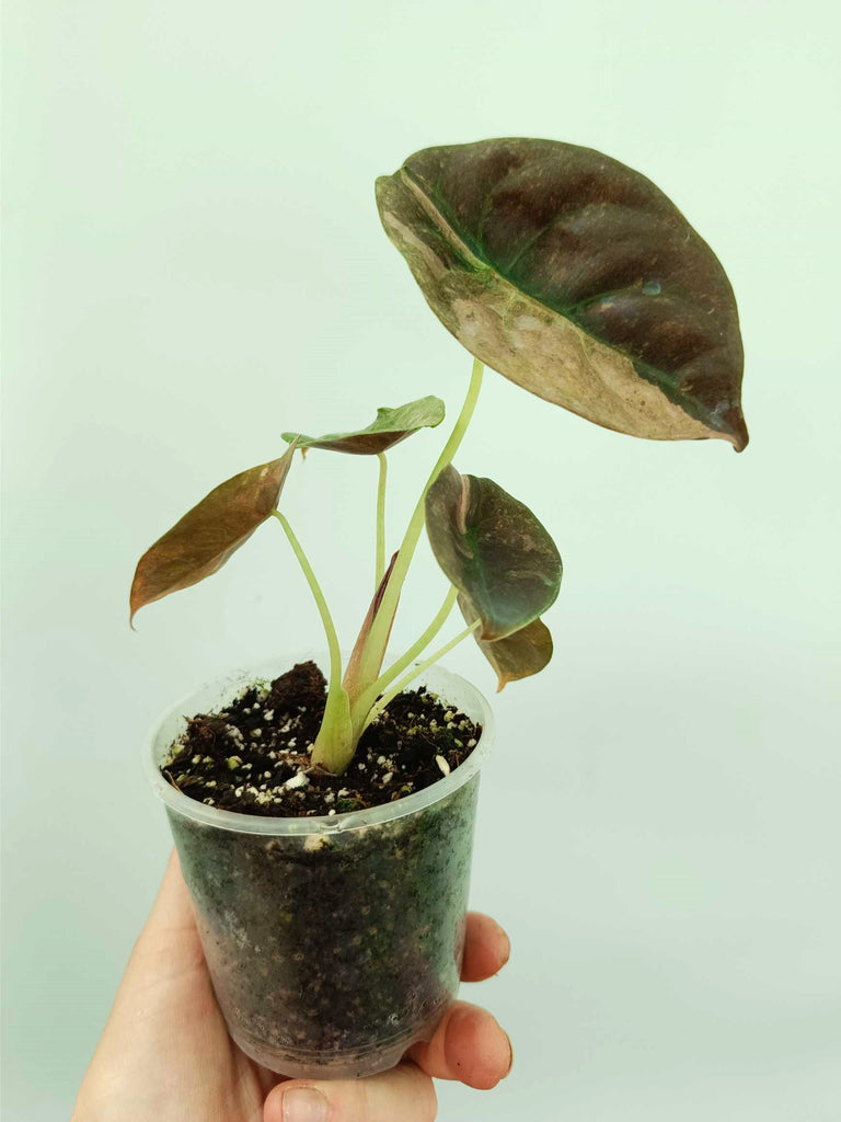 Alocasia cuprea red variegata