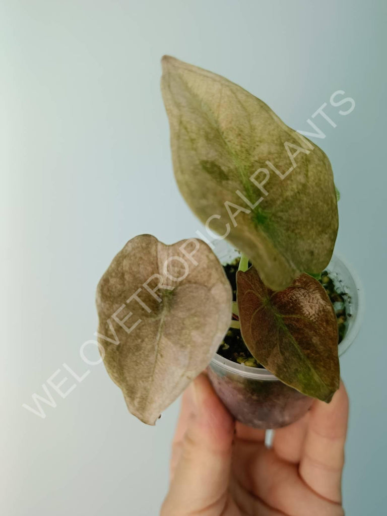 Alocasia cuprea red variegata