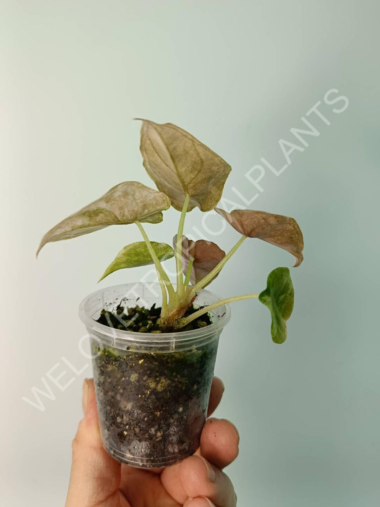 Alocasia cuprea red variegata