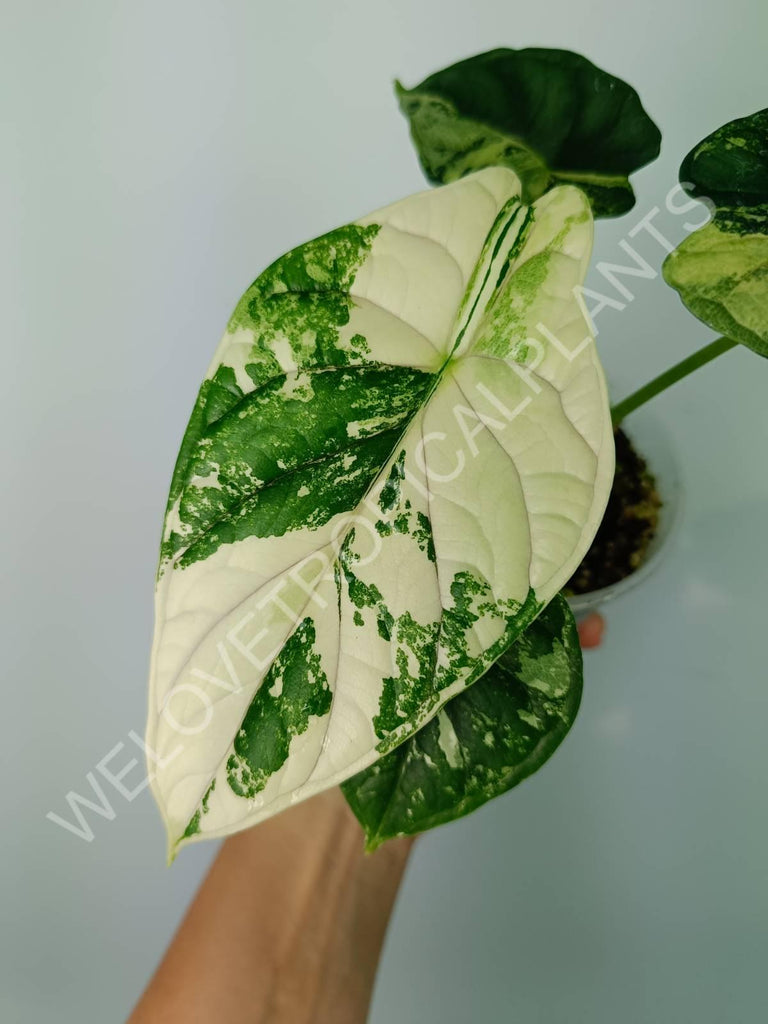 Alocasia silver dragon variegata