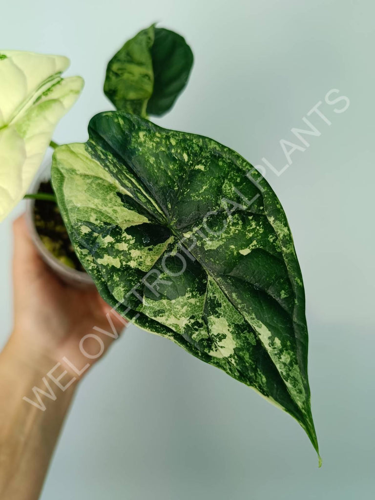 Alocasia silver dragon variegata