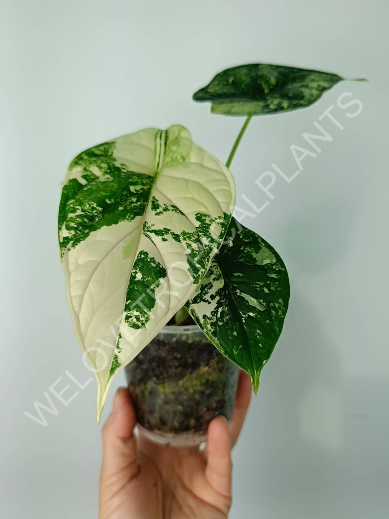 Alocasia silver dragon variegata