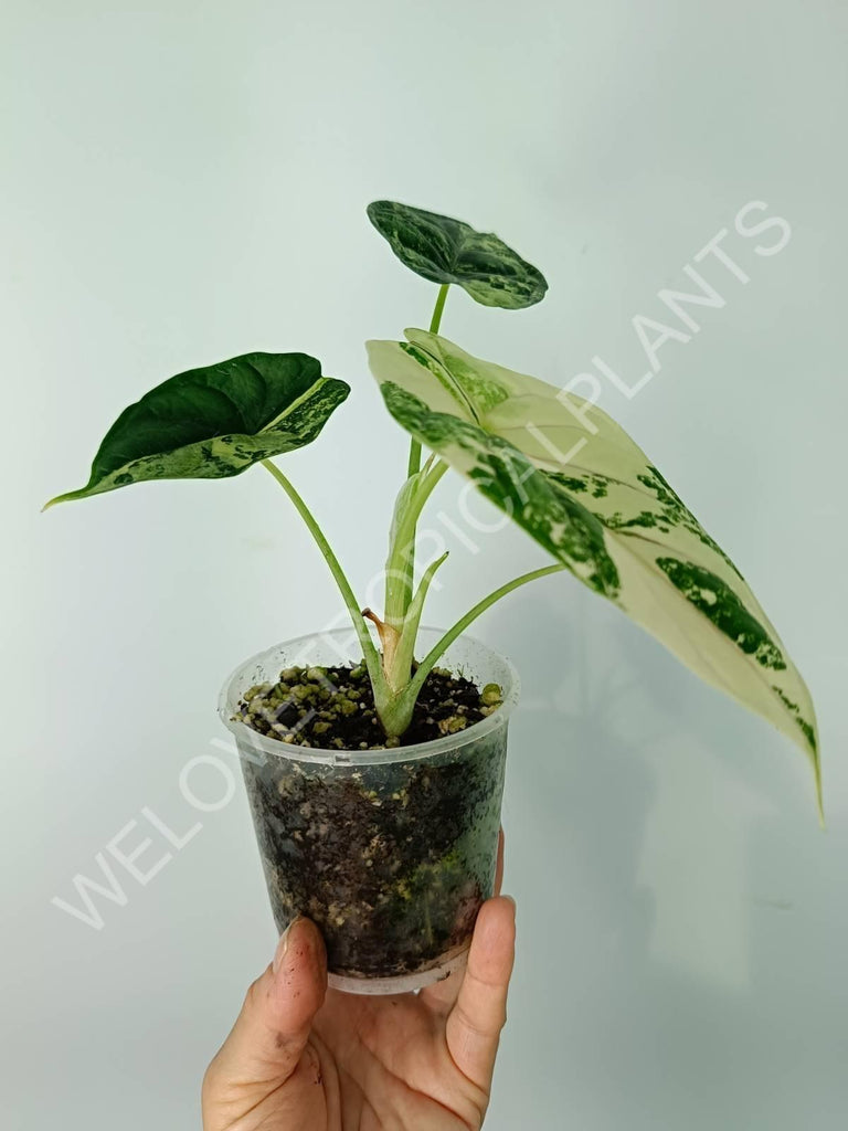 Alocasia silver dragon variegata