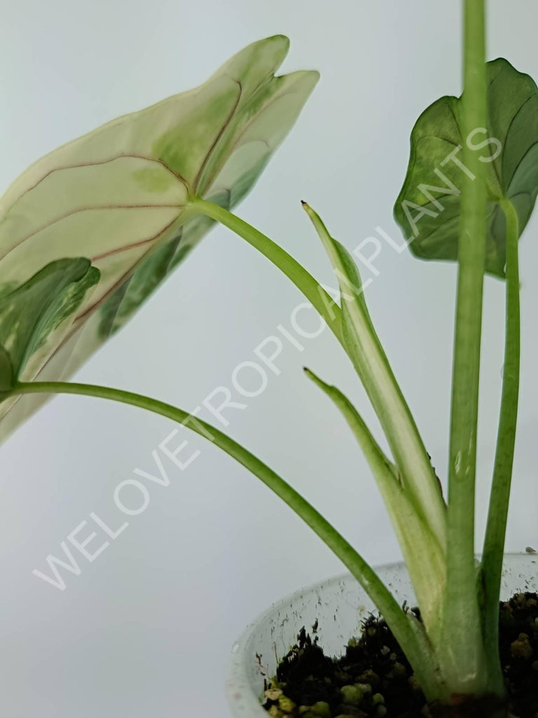 Alocasia silver dragon variegata