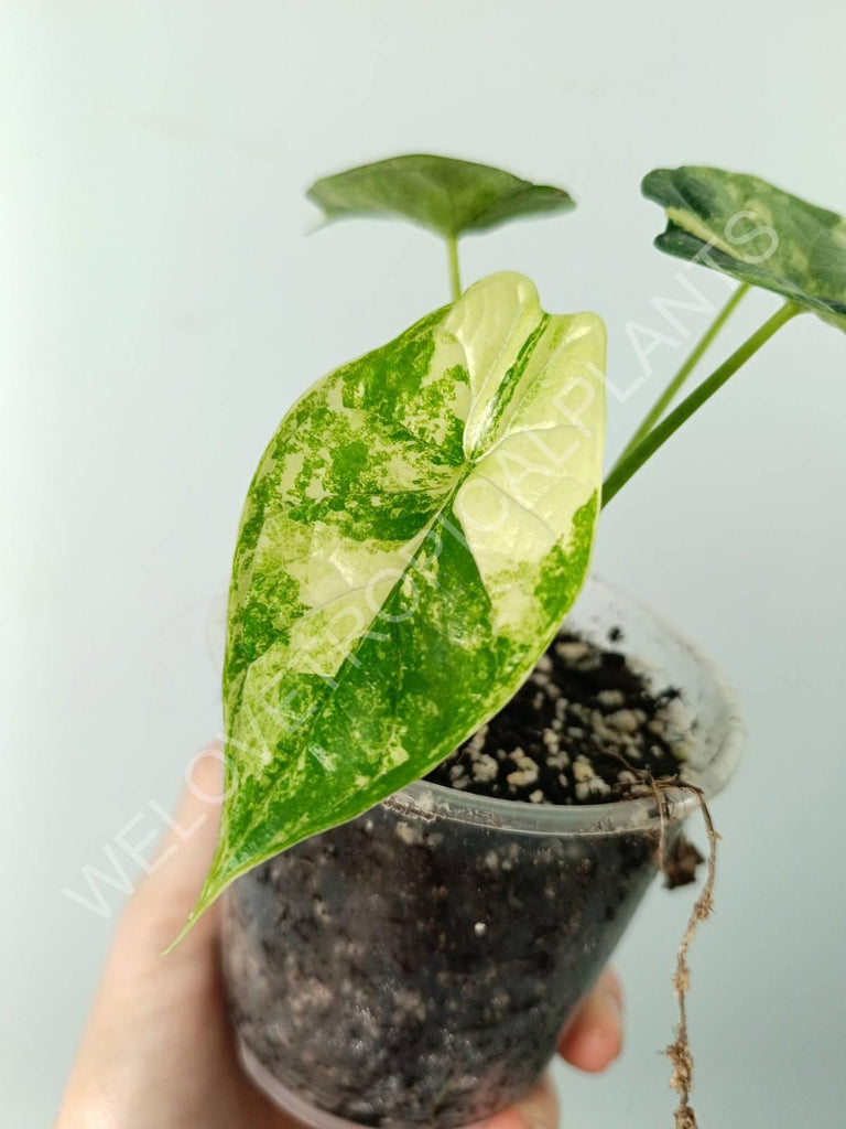 Alocasia dragon scale variegata