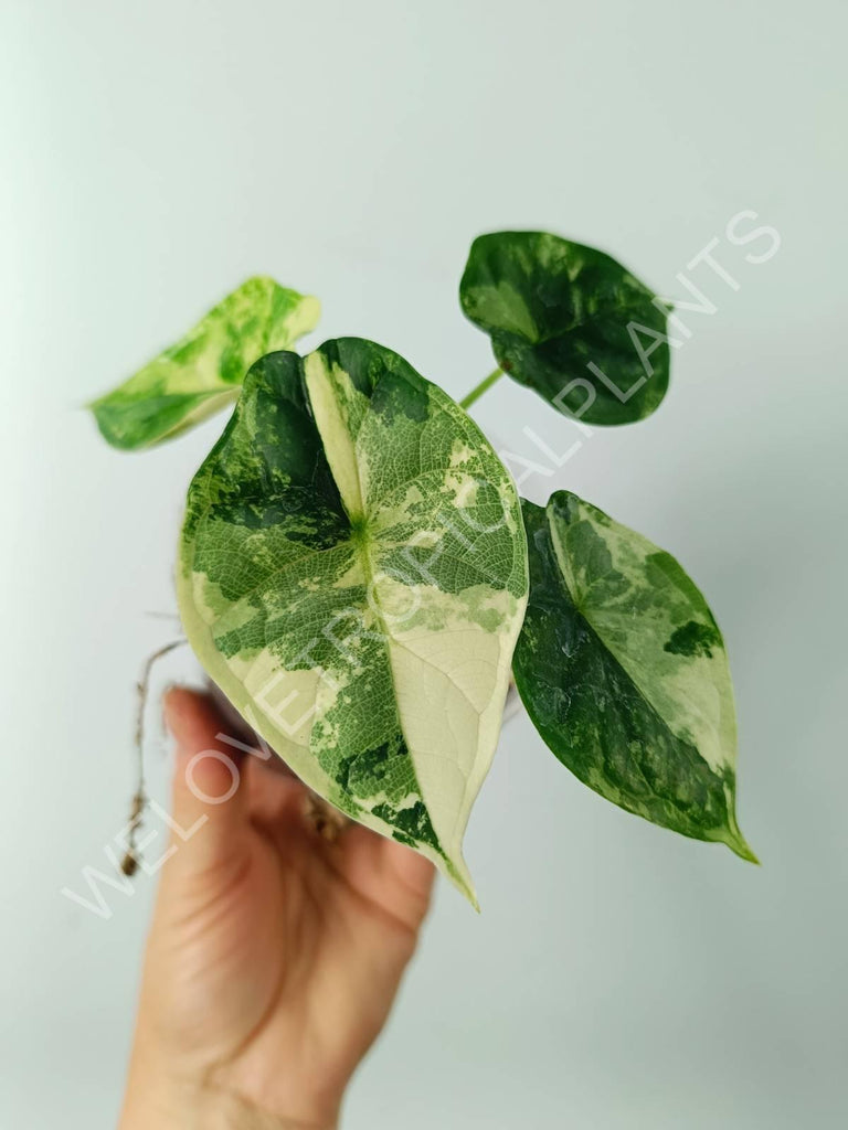 Alocasia dragon scale variegata