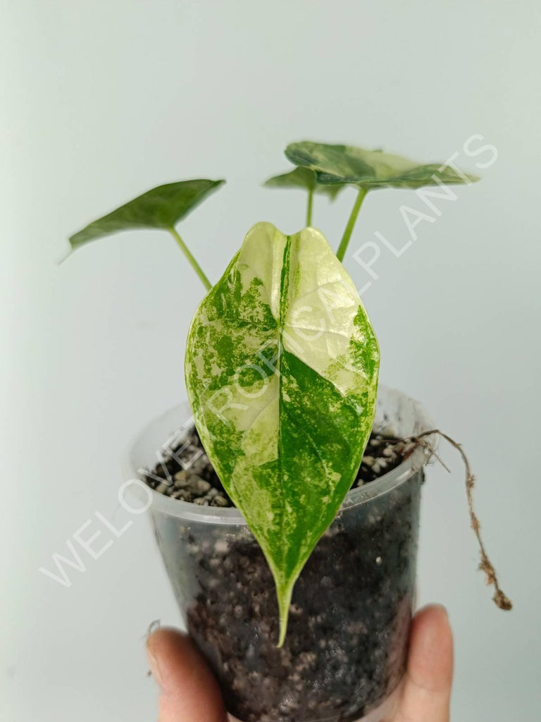 Alocasia dragon scale variegata