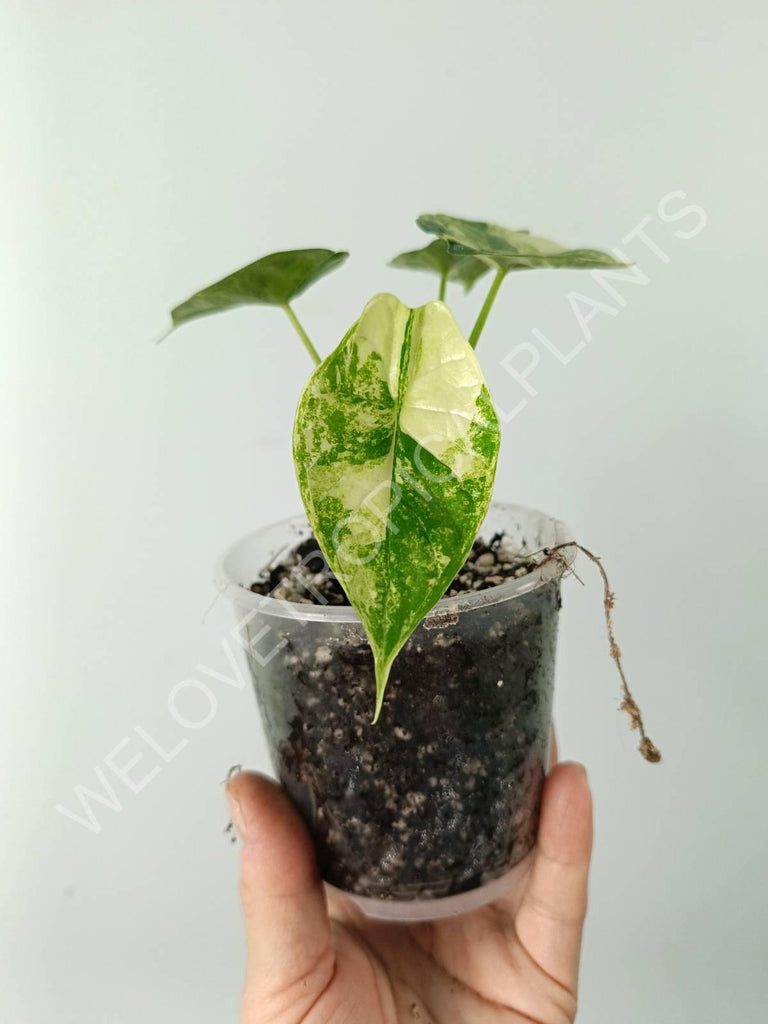 Alocasia dragon scale variegata