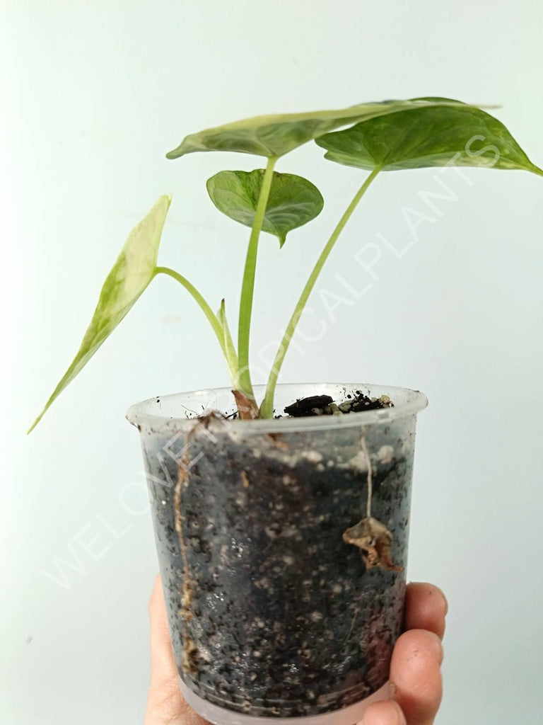 Alocasia dragon scale variegata