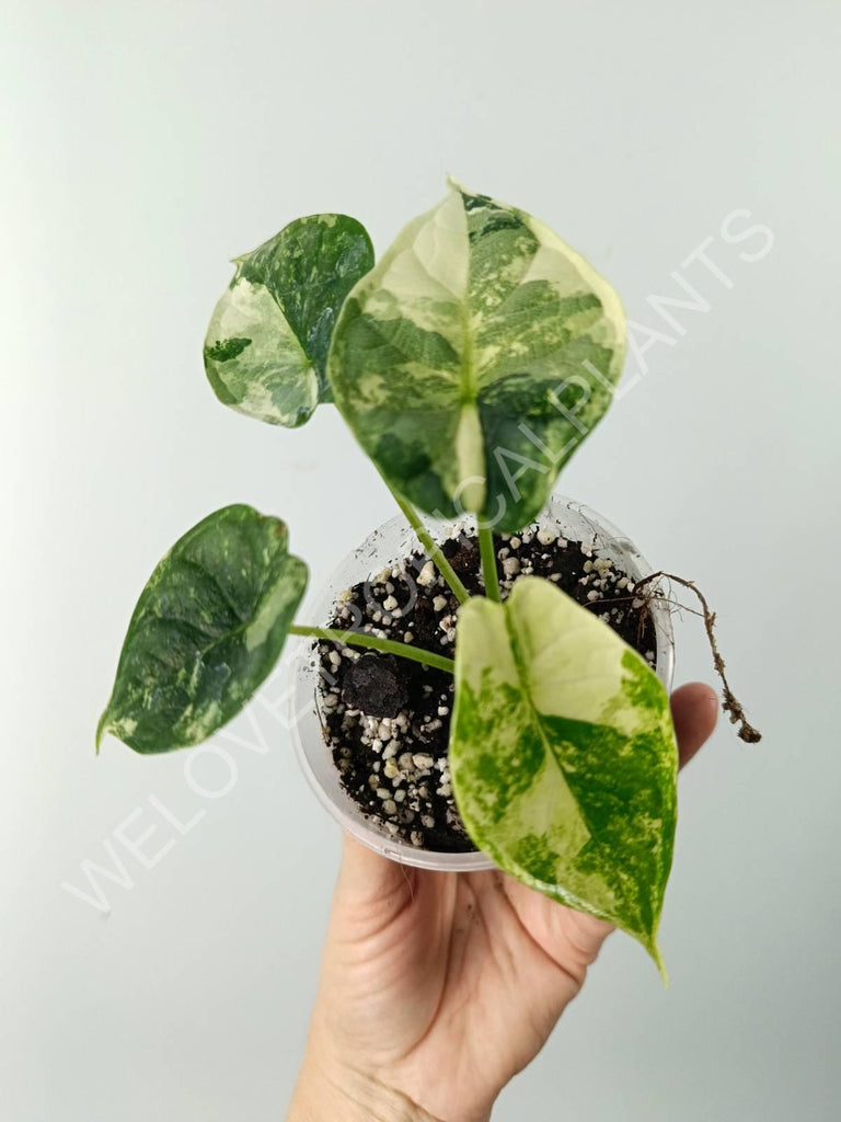 Alocasia dragon scale variegata