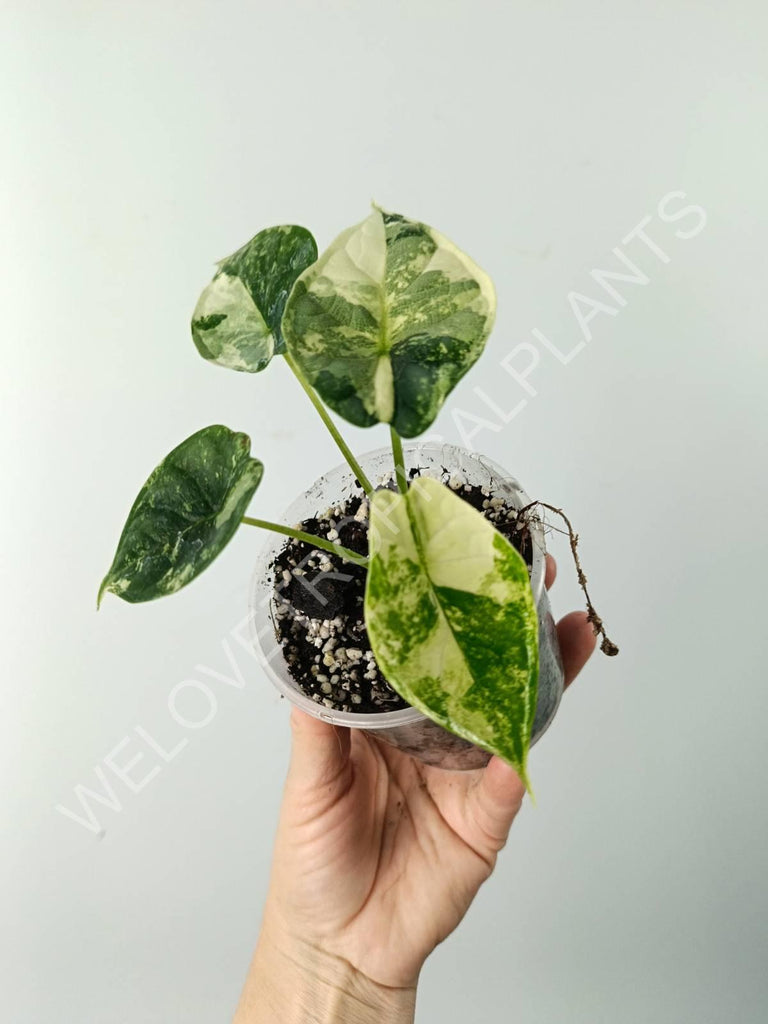 Alocasia dragon scale variegata