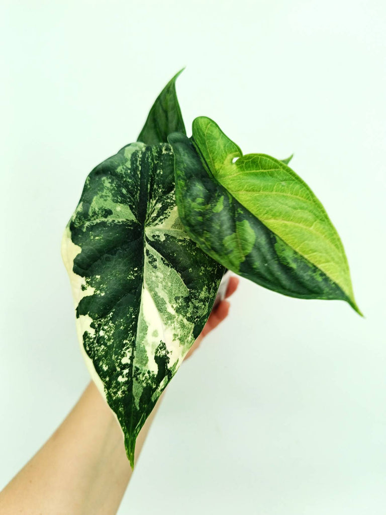 Alocasia dragon scale variegata