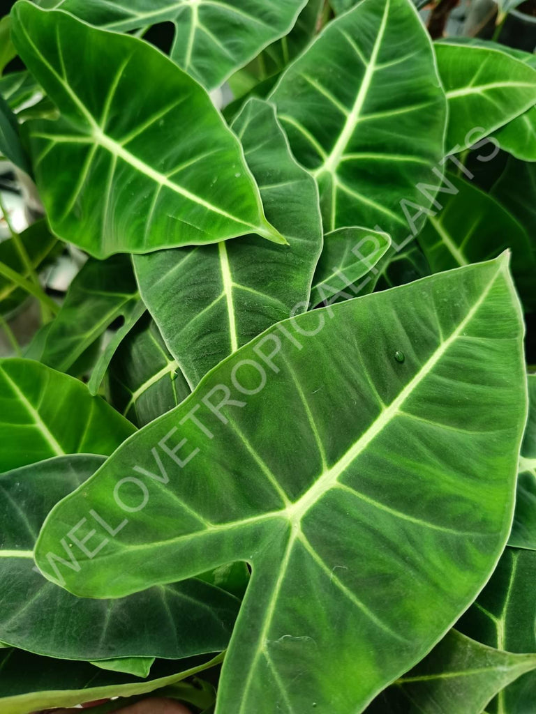 Alocasia micholitziana frydek