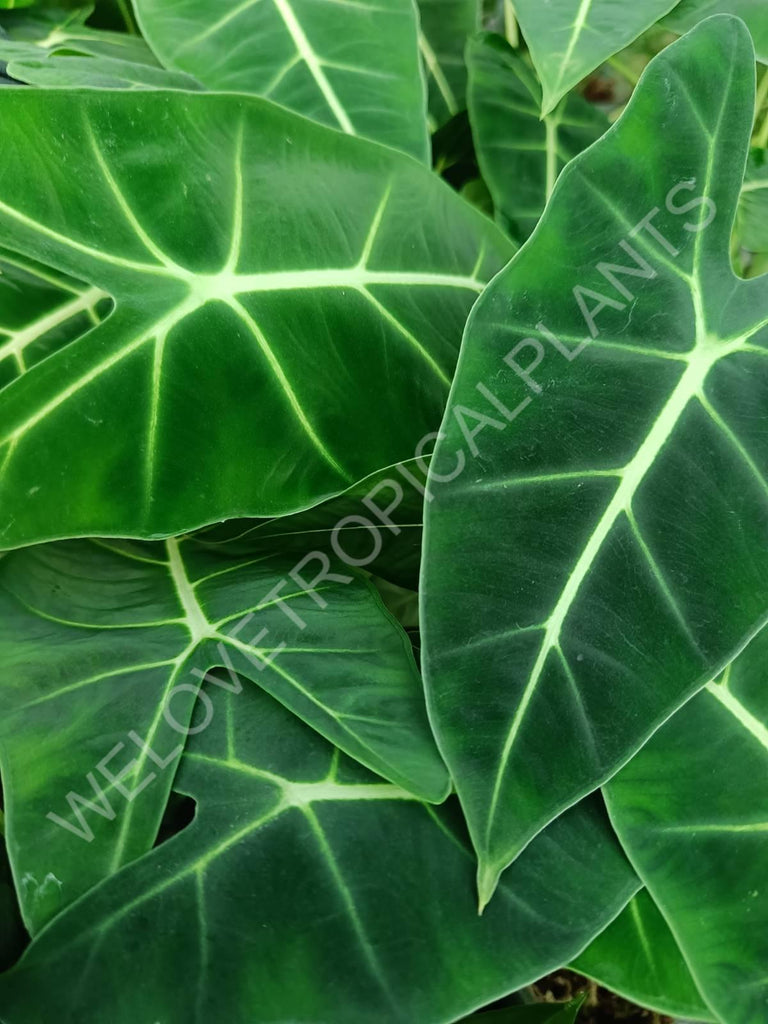 Alocasia micholitziana frydek