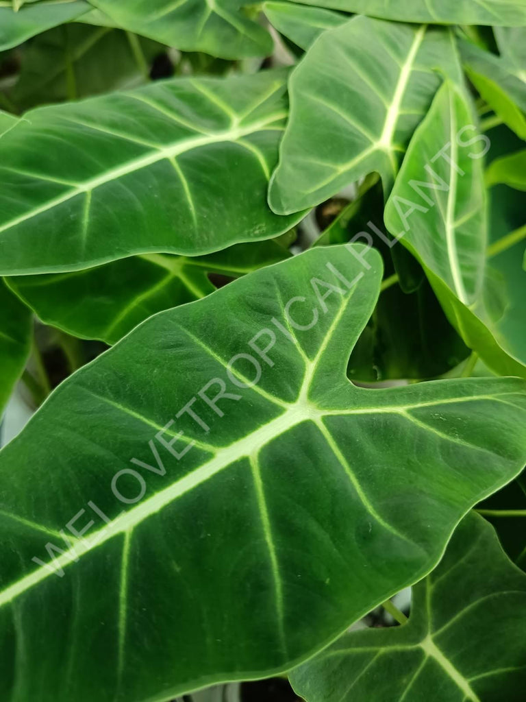 Alocasia micholitziana frydek