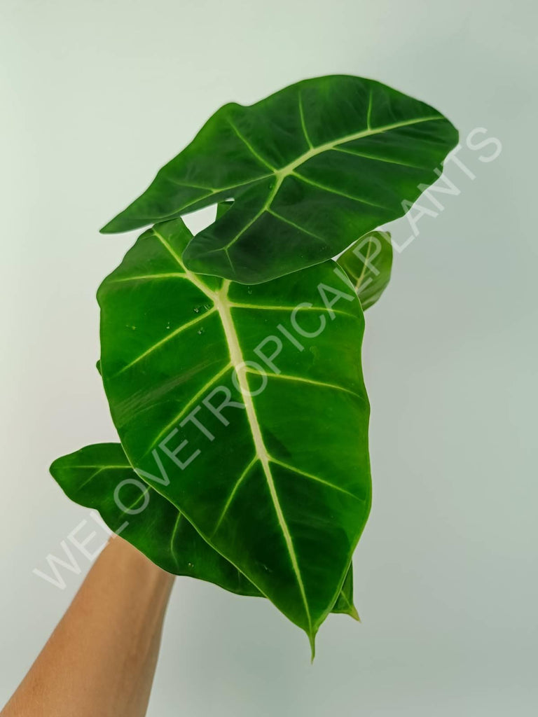 Alocasia micholitziana frydek