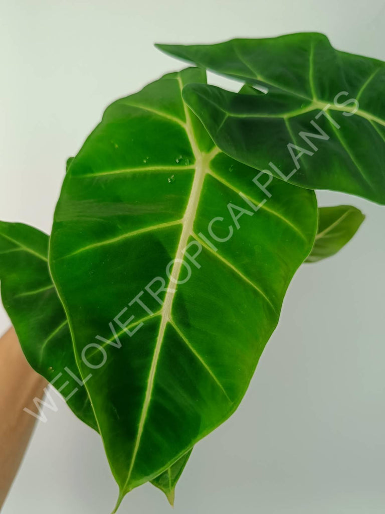 Alocasia micholitziana frydek