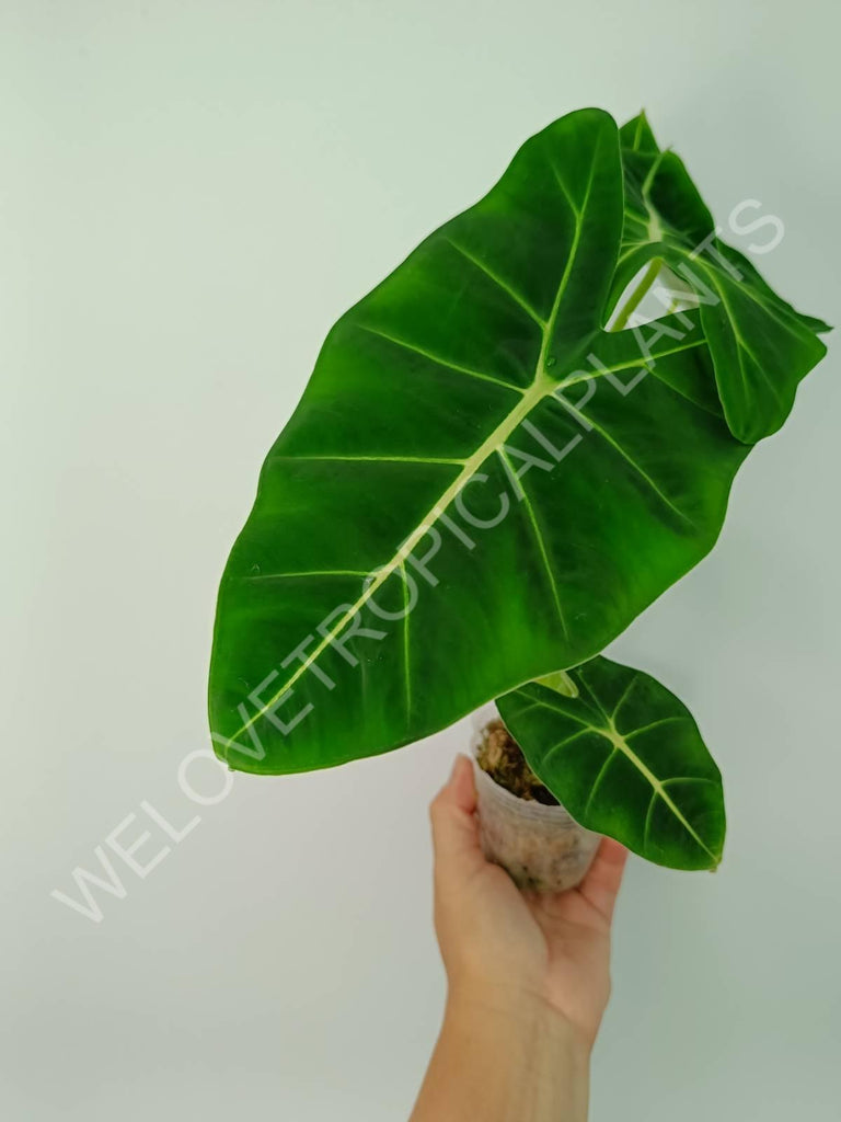 Alocasia micholitziana frydek