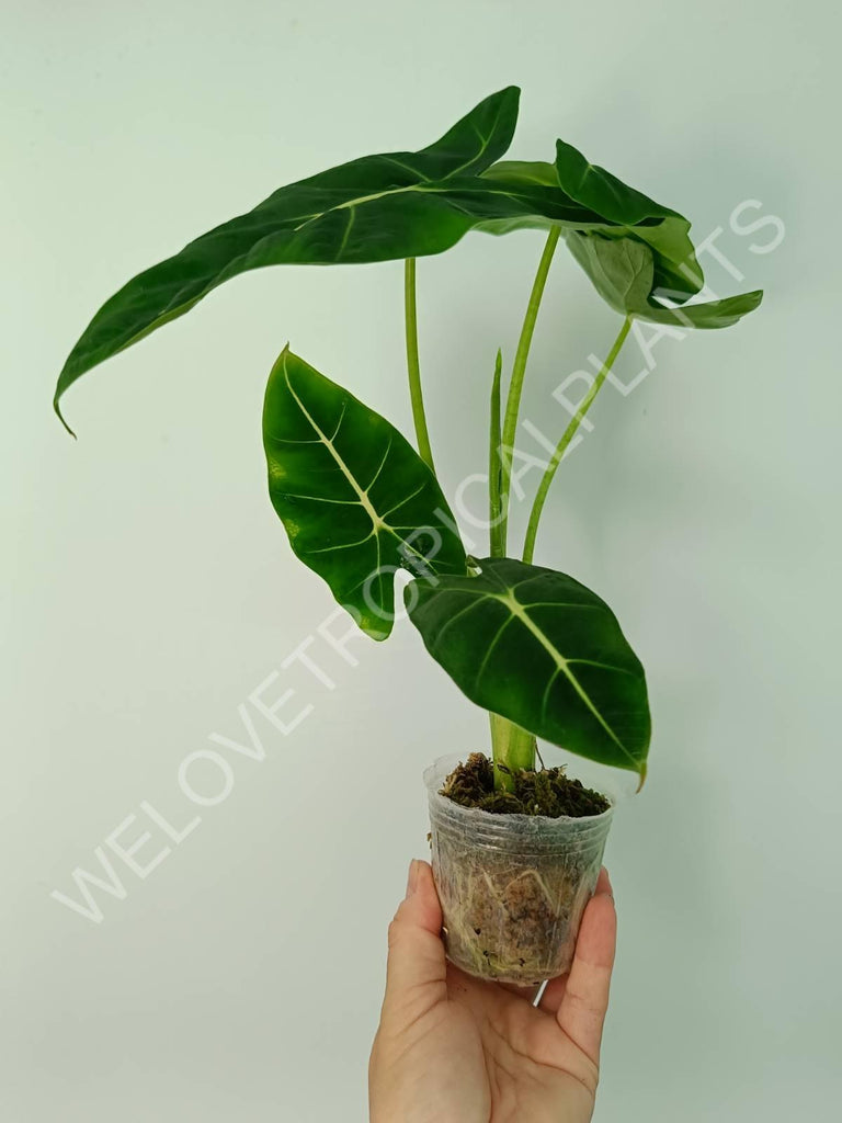 Alocasia micholitziana frydek