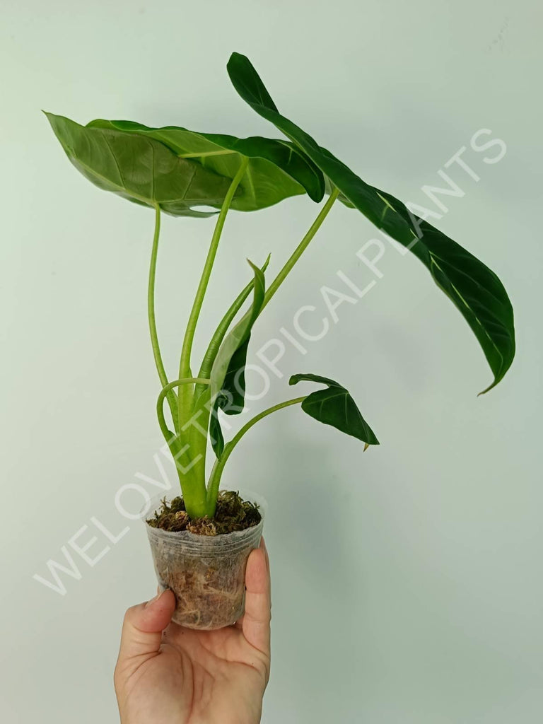 Alocasia micholitziana frydek