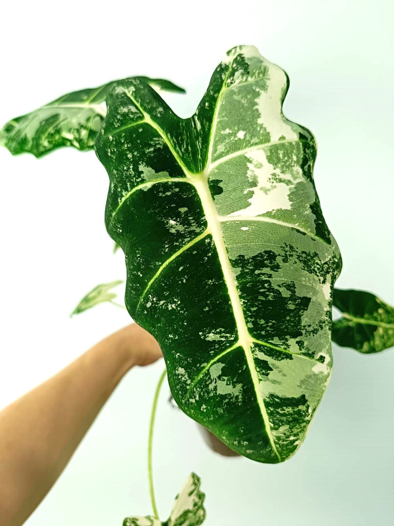 Alocasia micholitziana frydek variegata