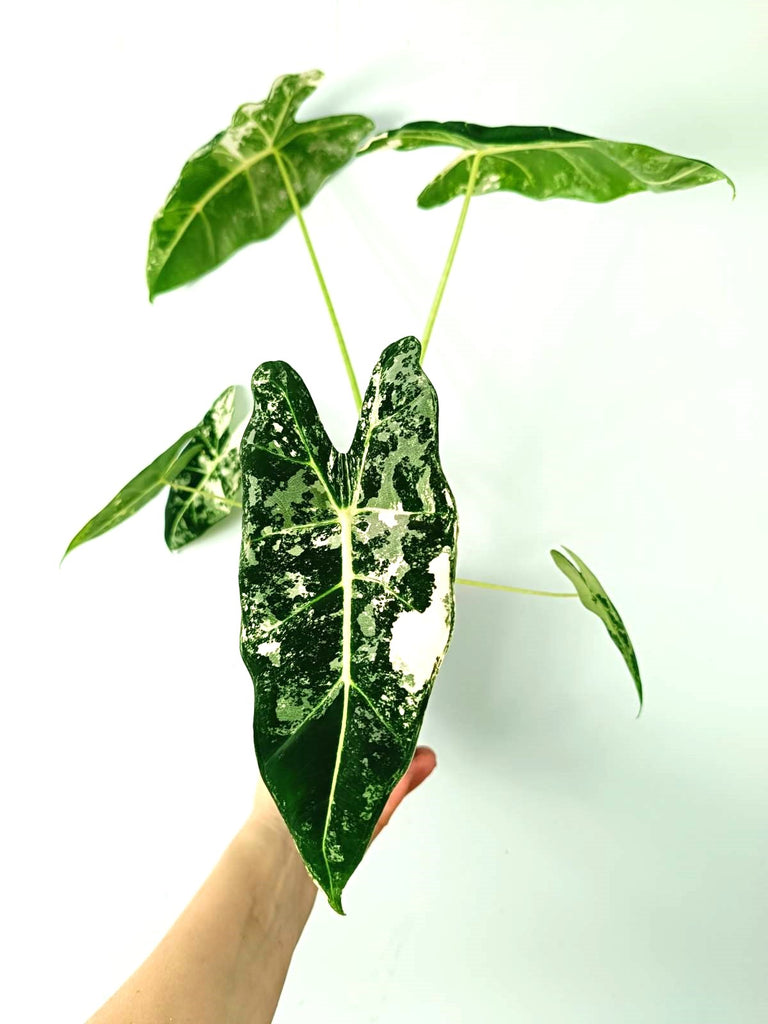 Alocasia micholitziana frydek variegata