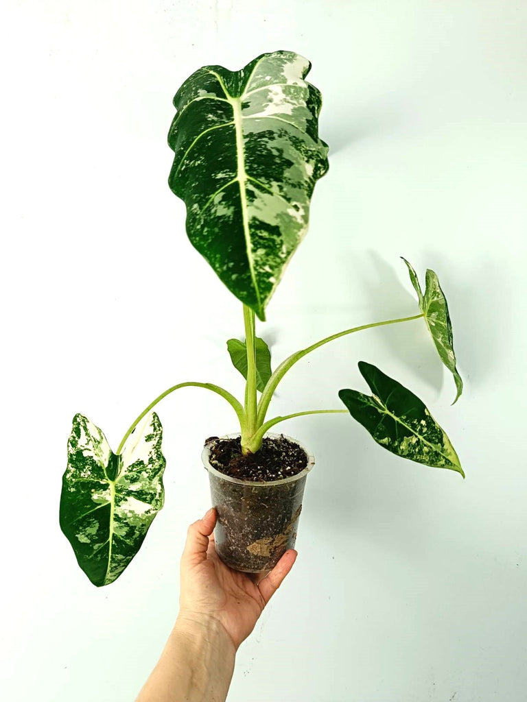 Alocasia micholitziana frydek variegata