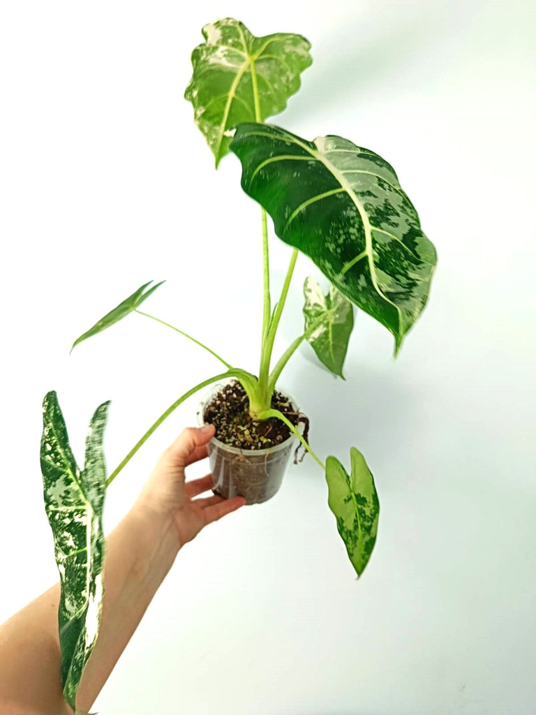 Alocasia micholitziana frydek variegata